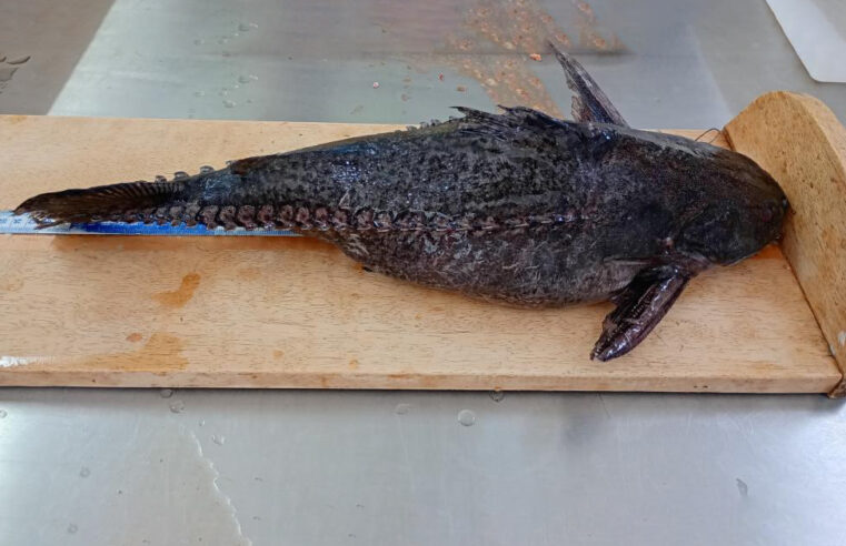 Cepesca define novas regras para pescador profissional descaracterizar o peixe abotoado