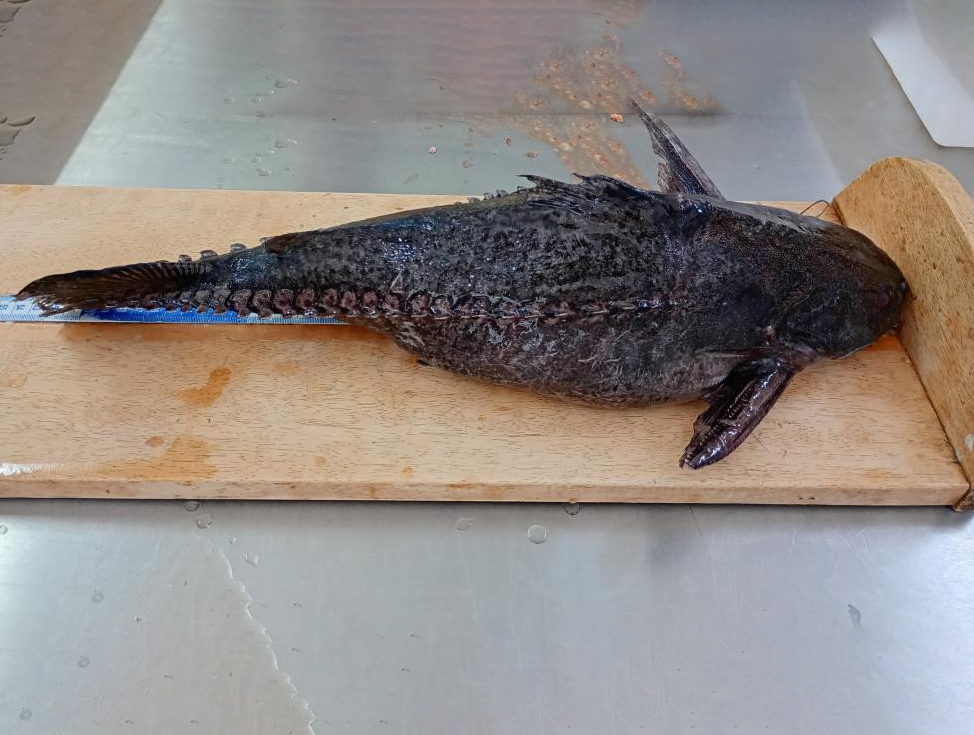 Cepesca define novas regras para pescador profissional descaracterizar o peixe abotoado